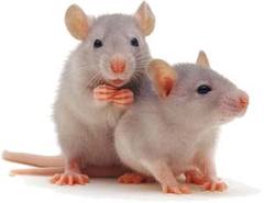 Kleine Rat 90 -150 gram (per 1000 gram)
