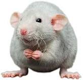Jumbo Rat > dan 350 gram (per 1000 gram)